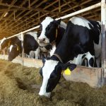 Dairy cow_shutterstock